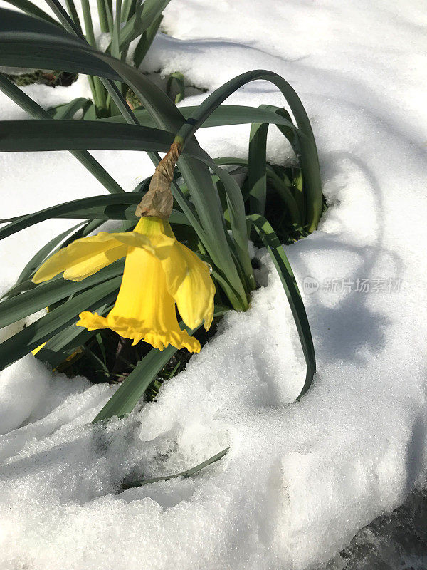 盛开的黄色水仙花喇叭水仙球茎生长在冬天的雪在英国花园，冰冻和冰冻的水仙花球茎花，开花和叶子在新鲜的雪后，春天/春天季节接近，英国，英国